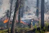 A firefighter uses an ignition tank to set underbrush on fire during a prescribed burn in Okanogan-Wenatchee National Forest