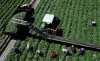 As the guest worker program has grown to meet the need for laborers on American farms, so have the instances of labor law