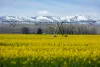 A pivot sits in a crop of canola on land owned by Madison Farms near Echo. Along with water from the Columbia River, the