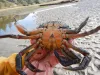 European green crabs are invading Washington waters and creating ecological emergencies. Biologists are working on finding