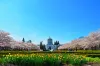 The Oregon state capitol, surrounded by cherry blossoms.