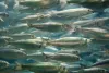 A school of herring, one of the species of fish the Hydraulic Project Approval program helps protect.
