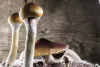 Oregon has approved the use of this species, Psilocybe cubensis, in its psilocybin program.