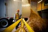 A worker unloads a truckload of biomass at the University of British Columbia energy plant.