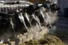 A line of Holstein dairy cows feed through a fence at a farm in Idaho in this 2009 file photo. Idaho dairies employ more