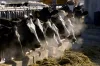 A line of Holstein dairy cows feed through a fence at a dairy farm in Idaho in this 2009 file photo. The highly pathogenic