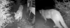In 2019, a trail camera in Renton caught these images of a cougar passing through. Development in cougar habitat over the
