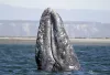 The population of gray whales has shrink by the thousands since 2016.