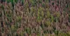 Green going: The Pacific Northwest Region Aerial Survey is cataloging tree decline.