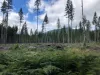 Orange is the new green: In a test site within the Gifford Pinchot National Forest orange spray paint signals trees that
