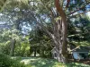 A designated heritage tree, an Atlas cedar in Seattle’s Ravenna neighborhood.
