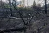Scorched earth and vegetation from the Richard Springs Fire behind the home of Rae Peppers. The wildfire, ignited by a coal