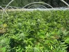 Marijuana grows in hoop houses at a property in rural Southern Oregon. The Josephine County Sheriff’s Marijuana Enforcement