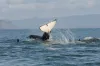 Southern resident killer whales
