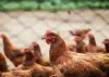 Opponents of proposed Foster Farms chicken plants ask state for ban