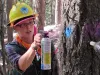 Lomakatsi forestry technician Emily Fales marks a tree for thinning in the Ashland watershed.