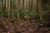 A person walks a dog near newly-planted trees marked with pink tape on a trail leading to Tiger Mountain in Issaquah,