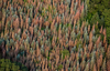 A dense forest near Ashland, Oregon, with red trees killed by drought and pine beetles in 2018.