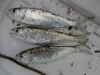 Juvenile shad are becoming more common in the Columbia River Basin.