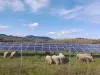 In solar grazing farms, sheep and other livestock are able to eat weeds, grasses and plants on the same land that’s used to