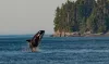 Legislature won't ban orca-watching boats in Puget Sound