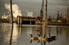 Efforts are underway to restore environmental habitat on the Duwamish River, a heavily contamined urban river in Seattle,