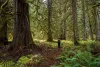 A Cascadia Wildlands volunteer stands in the Western red cedar grove within the Flat Country project area.