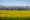 A pivot sits in a crop of canola on land owned by Madison Farms near Echo. Along with water from the Columbia River, the