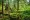 Trees in the Olympic Rainforest, near the Clearwater River, On the Olympic Peninsula, In Washington State