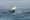 Southern resident killer whales